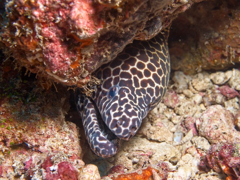 Honeycomb moray eel, Batee Tokong